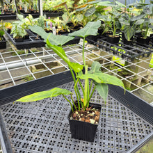 Load image into Gallery viewer, Philodendron Minarum 'Lime Fiddle' exact plant, Fedex 2day*
