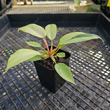 Load image into Gallery viewer, Philodendron Snowdrift, 2.5” pot, Fedex 2 day*
