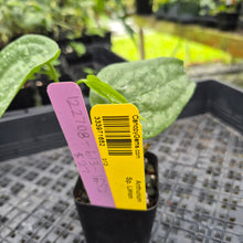 Load image into Gallery viewer, Anthurium Sp. Limon, Exact Plant Ships Nationwide
