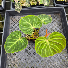 Load image into Gallery viewer, Philodendron Verrucosum Amazon Sunset exact plant, Fedex 2day*

