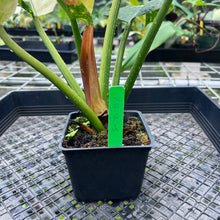 Load image into Gallery viewer, Philodendron Green Congo Nuclear, Exact Plant Variegated
