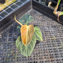 Load image into Gallery viewer, Philodendron Melanochrysum, Exact Plant Variegated Ships Nationwide
