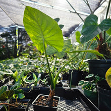 Load image into Gallery viewer, Alocasia Gageana Aurea, Exact Plant Variegated
