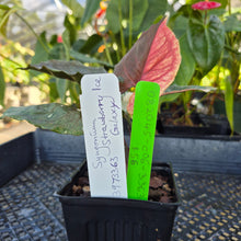 Load image into Gallery viewer, Syngonium Strawberry Ice, Exact Plant Variegated Ships Nationwide
