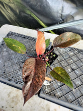Load image into Gallery viewer, Philodendron Orange Princess, Exact Plant Variegated Ships Nationwide
