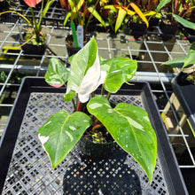 Load image into Gallery viewer, Philodendron White Princess Variegated exact plant, Fedex 2day*
