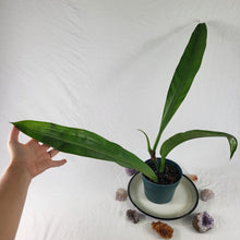 Load image into Gallery viewer, Philodendron Crassinervium, Exact Plant Ships Nationwide
