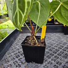 Load image into Gallery viewer, Anthurium Magnificum X Red Crystalinum, Exact Plant Ships Nationwide
