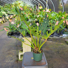 Load image into Gallery viewer, Philodendron Orchid Jungle, Exact Plant Ships Nationwide
