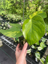Load image into Gallery viewer, Monstera Borsigiana Aurea Variegated 4" pot, Fedex 2day*

