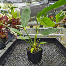 Load image into Gallery viewer, Anthurium Spectabile Wide Form, Exact Plant
