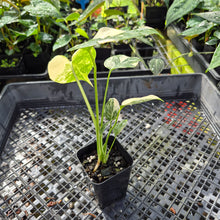 Load image into Gallery viewer, Monstera Creme Brulee , Exact Plant Variegated Ships Nationwide
