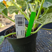 Load image into Gallery viewer, Philodendron Giganteum, Exact Plant Variegated Ships Nationwide
