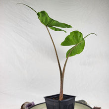 Load image into Gallery viewer, Alocasia Stingray, Exact Plant
