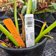 Load image into Gallery viewer, Philodendron Giganteum, Exact Plant Variegated Ships Nationwide
