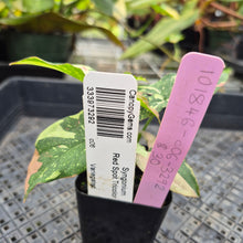 Load image into Gallery viewer, Syngonium Red Spot Tricolor, Exact Plant Variegated Ships Nationwide
