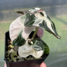 Load image into Gallery viewer, Alocasia Heart Balloon pink variegated exact plant, Fedex 2day*
