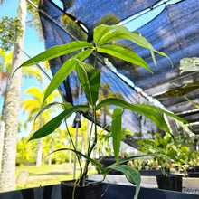 Load image into Gallery viewer, Anthurium Polydactylum, Exact Plant Ships Nationwide
