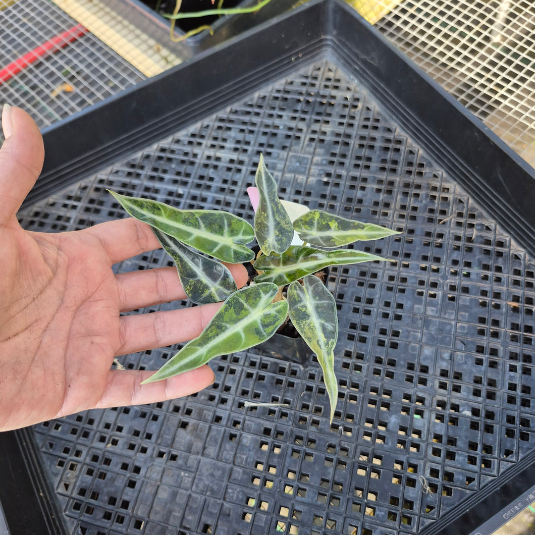 Alocasia Bambino, Exact Plant Variegated Ships Nationwide