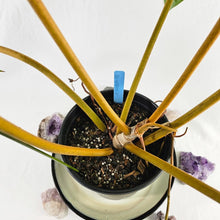Load image into Gallery viewer, Philodendron Billietiae, Exact Plant X-Large Ships Nationwide
