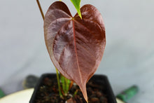 Load image into Gallery viewer, Anthurium Red Beauty Exact Plant
