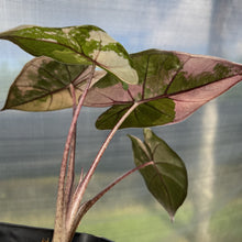 Load image into Gallery viewer, Alocasia Yucatan Princess Pink variegated exact plant, Fedex 2day*
