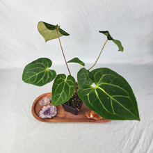 Load image into Gallery viewer, Anthurium Magnificum X Crystalinum, Exact Plant
