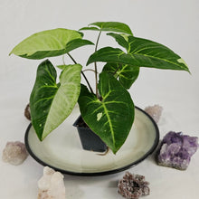 Load image into Gallery viewer, Syngonium Panda, Exact Plant Variegated Ships Nationwide
