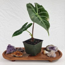 Load image into Gallery viewer, Alocasia Longiloba Lowii 4&quot; pot, ships nationwide
