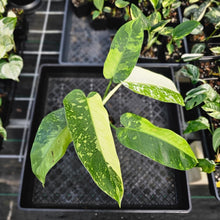 Load image into Gallery viewer, Philodendron Jose Buono, Exact Plant Variegated Ships Nationwide
