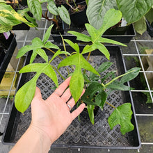Load image into Gallery viewer, Philodendron Quercifolium x Pedatum, Exact Plant Ships Nationwide
