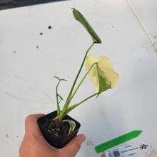 Load image into Gallery viewer, Monstera deliciosa green snow, Exact Plant Ships Nationwide
