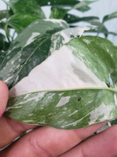 Load image into Gallery viewer, Pinnatum Albo, Exact Plant, multi pot of 5, variegated Epipremnum
