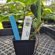Load image into Gallery viewer, Monstera Esqueleto, Exact Plant Ships Nationwide

