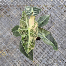 Load image into Gallery viewer, Alocasia polly snowflake pink variegated, Exact Plant Ships Nationwide.
