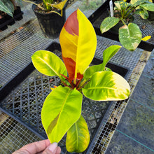 Load image into Gallery viewer, Philodendron Red Moon. not Yellow Flame, Exact Plant Variegated
