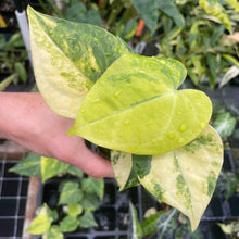 Load image into Gallery viewer, Anthurium Clarinervium Variegated 2.5" pot, Fedex 2day*
