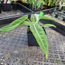 Load image into Gallery viewer, Anthurium Warocqueanum, Queen, Exact Plant Ships Nationwide
