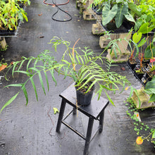 Load image into Gallery viewer, Philodendron Polypodoides, Exact Plant Ships Nationwide

