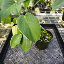 Load image into Gallery viewer, Philodendron Rugosum, Exact Plant
