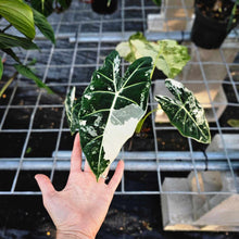 Load image into Gallery viewer, Alocasia Frydek, Exact Plant Variegated Ships Nationwide
