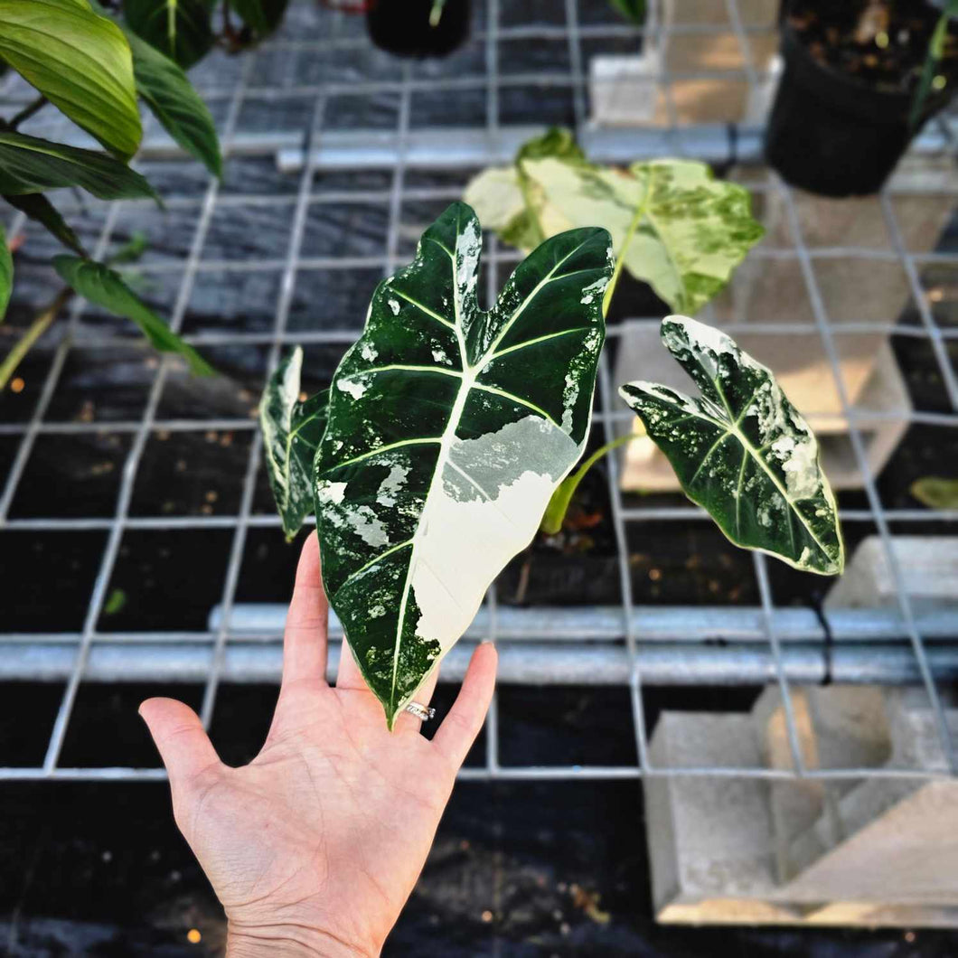 Alocasia Frydek, Exact Plant Variegated Ships Nationwide