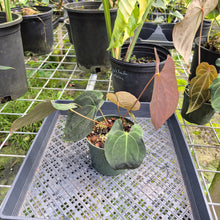 Load image into Gallery viewer, Anthurium Ace Of Spades X Papillilaminum, Exact Plant
