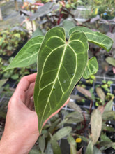 Load image into Gallery viewer, Anthurium Magnificum x Papillilaminum 2.5" pot, Fedex 2day*
