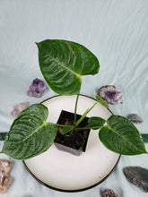 Load image into Gallery viewer, Veitchii, Exact Plant, Anthurium
