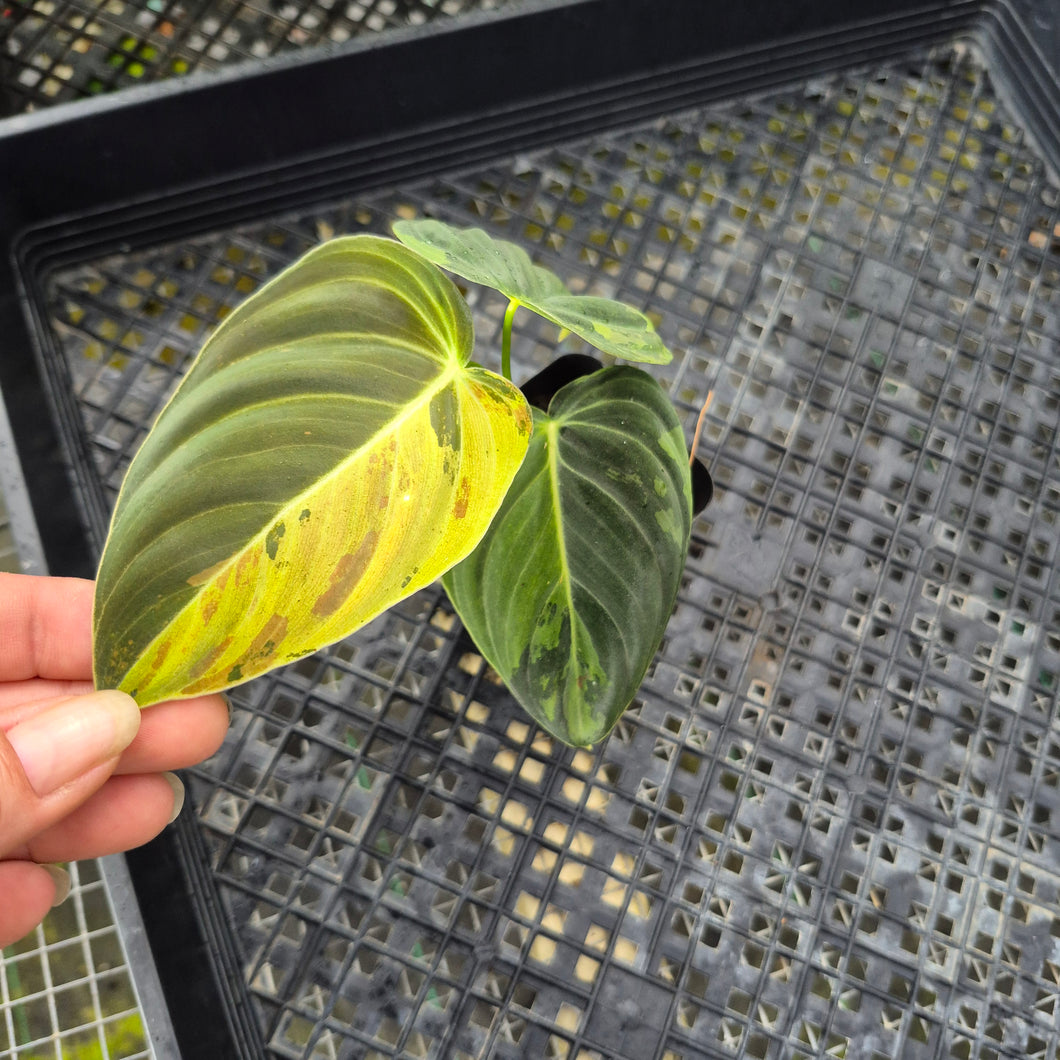 Philodendron Melanochrysum, Exact Plant Variegated Ships Nationwide