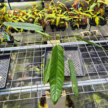 Load image into Gallery viewer, Anthurium Spectabile exact plant, Fedex 2day*
