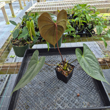 Load image into Gallery viewer, Anthurium Red Beauty, Exact Plant Ships Nationwide
