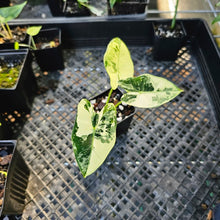 Load image into Gallery viewer, Alocasia Frydek, Exact Plant Variegated
