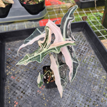 Load image into Gallery viewer, Alocasia nobilis pink Variegated Ships Nationwide
